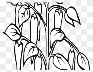 Pepper Clipart Black And White - Drawings Of Chilli Plant - Png Download
