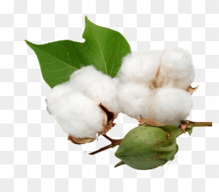 Cotton & Transparent - Cotton Plant Transparent Background Clipart