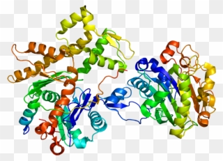 Wiskott Aldrich Syndrome Protein Structure Clipart