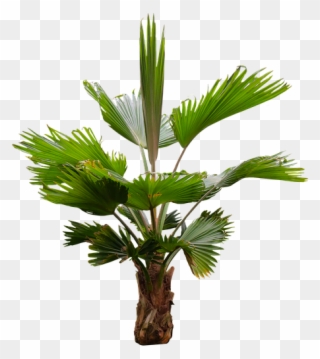Palm Frond Png - Palm Trees Clipart