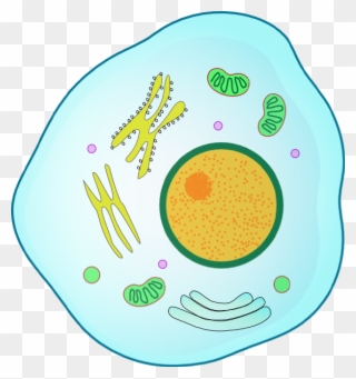 Animal Cell Clip Art - Png Download