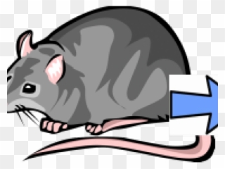 Hawk Clipart Secondary Consumer - Pet Rat Clipart Black And White - Png Download