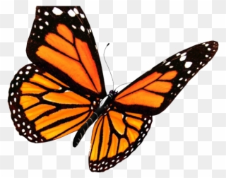 Monarch Butterfly Clipart Flower Drawing - Monarch Butterfly Transparent Background - Png Download