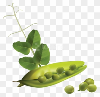 Download Pea Clipart Png Photo - Free Vector Vegetables Transparent Png