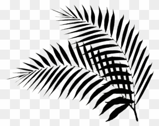 Black Palm Leaf - Palm Leaves Silhouette Png Clipart