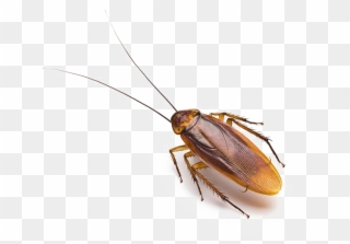 Cockroach Allergens Clipart