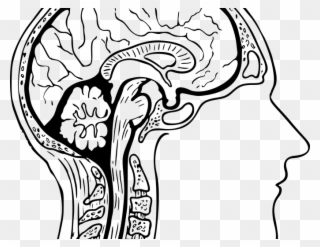 Beyin Anatomi - Drawing Of A Human Brain Clipart
