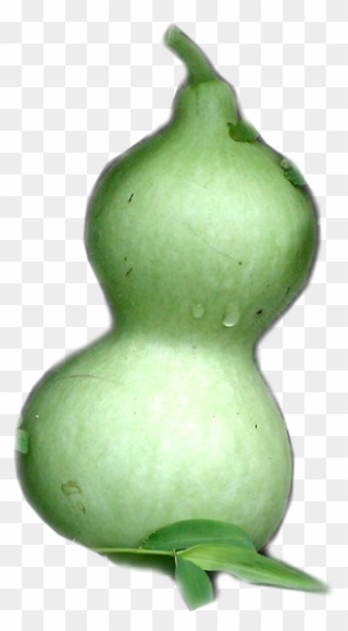 601 X 600 1 - Gourd Clipart