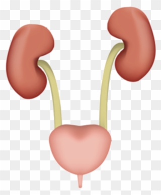 Prevention And Treatment Of Urinary Tract Infections - Kidney Ureter Bladder Urethra Clipart