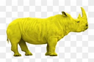 1200 X 796 2 - Indian Rhinoceros Clipart