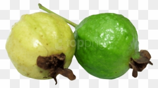Free Png Guava Png Images Transparent - Guavas Png Clipart