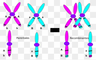 Chromosomal Crossover 2 Español - Gene Variation Clipart