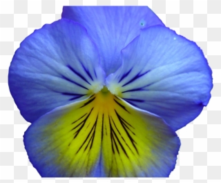 Pansy Clipart Realistic Flower - Blue And Yellow Flowers Png Transparent Png