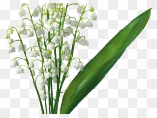 Lily Clipart Valley Border - Lily Of The Valley Png Transparent Png