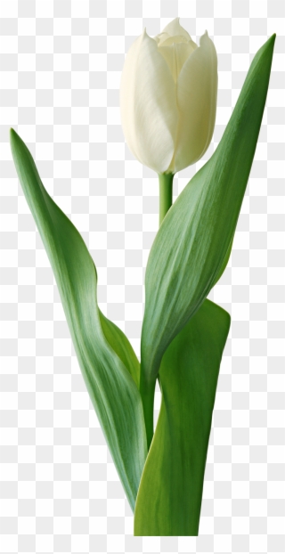 Tulip Flower Free Png Transparent Images Free Download - White Tulip Flower Png Clipart