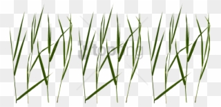 Free Png Download Grass Blade Texture Png Images Background - Grass Blade Texture Png Clipart