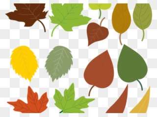 Maple Leaf Clipart Fig Leaves - Drawings Of Fall Leaves - Png Download
