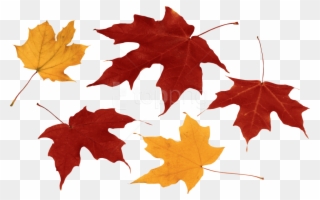 Free Png Download Autumn Leaf Clipart Png Photo Png - Fall Leaves Transparent Background