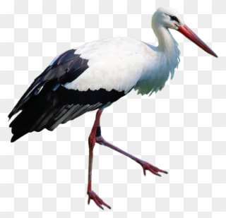 Png Image Purepng Free Transparent Cc Library Ⓒ Clipart