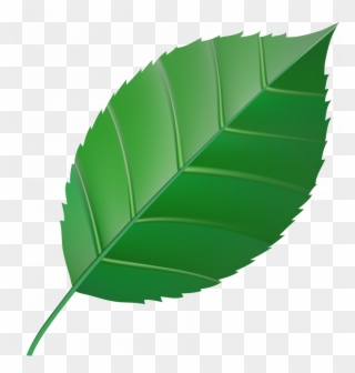 Clipart Small Green Leaf - Png Download
