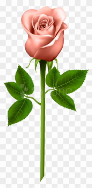 Free Png Orange Rose Png Images Transparent - Good Morning Only For You With Rose Clipart