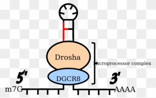 Cleavage Pre-mirna By Microprocessor Complex In Homo - Mirna Structure Clipart