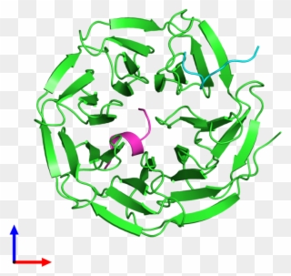 Pdb 3p4f Coloured By Chain And Viewed From The Front - Graphic Design Clipart
