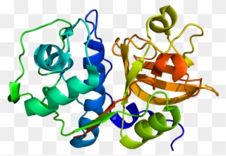 Cathepsin A Protein Structure Clipart