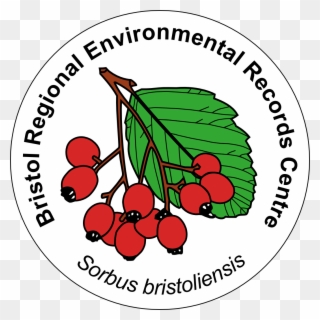 National Biodiversity Network - Seedless Fruit Clipart