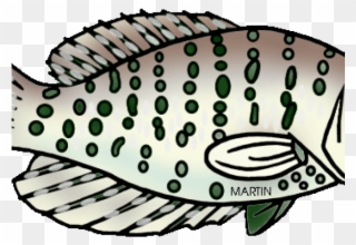 Marine Fish Clipart Fresh Water Fish - Png Download