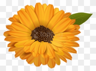 Free Png Download Orange Flower Transparent Png Images - Orange Flower Transparent Background Clipart