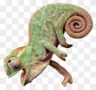 Happy Chameleon - Chameleon With Its Mouth Open Clipart
