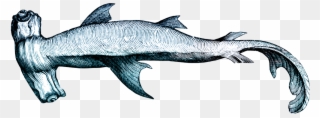Hawaiian Word Of The Day - Hammerhead Shark Clip Art - Png Download