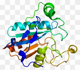 Protein Gpx2 Pdb 2he3 - Glutathione Peroxidase Structure Clipart