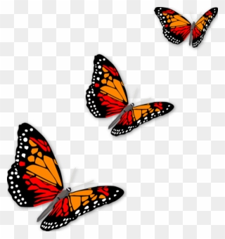 Clipart Butterflies - Row Of Butterflies - Png Download