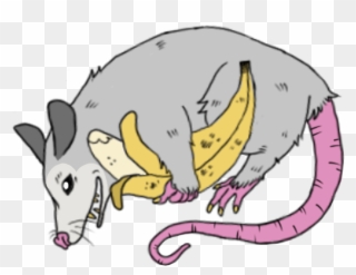 Theey Much Liiike The Bananaaa Hungryyyyyy Trashcats - Illustration Clipart