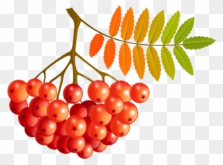Free Png Download Fall Mountain Ash Fruits Clipart - Seedless Fruit Transparent Png
