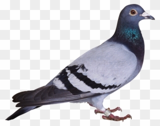 This Png File Is About Pigeon , Png - Pigeon Png Clipart