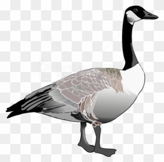 Free Png Download Goose Png Images Background Png Images - Canada Goose Clipart Black And White Transparent Png