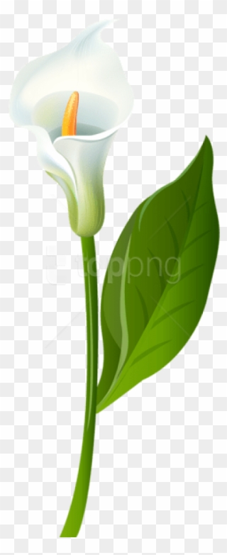 Free Png Download Calla Lily Transparent Png Images - Transparent Background Calla Lily Png Clipart