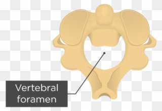 Vertebral Arch Or Neural Arch Is The Bony Archway That - Axis Vertebra Clipart