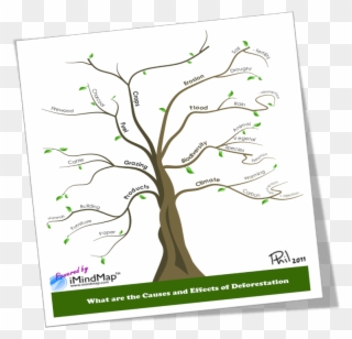Causes And Effects Of Deforestation Or How To Make - Deforestation Mind Map Tree Clipart