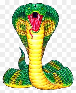 Snake Front View Drawing Clipart