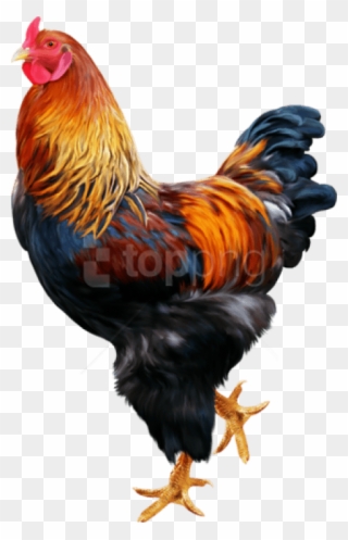 Free Png Download Cock Png Images Background Png Images - Cock Png Clipart