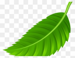 Green Leaves Clipart Coconut Leave - Leaves Png Transparent Png