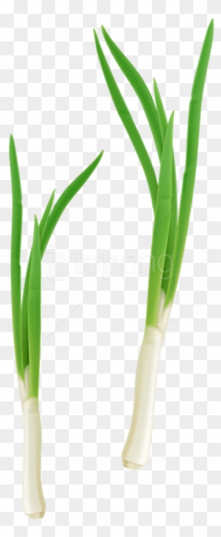 Free Png Green Fresh Onion Png Images Transparent - Onion Clipart