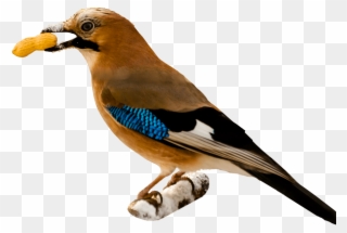 Bird Eating Peanut - Bird Eating Png Clipart