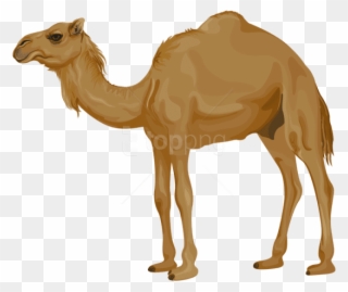 Free Png Download Camel Png Images Background Png Images - Transparent Camel Clipart