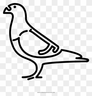 Pigeon Coloring Page - Line Art Clipart