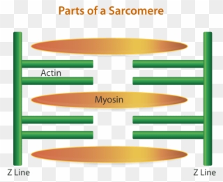 The Region Between Two Z Lines Is Called A Sarcomere Clipart